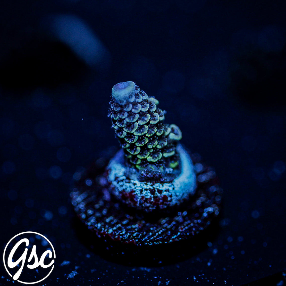 Raising Reefs Blue Flame Acro #1