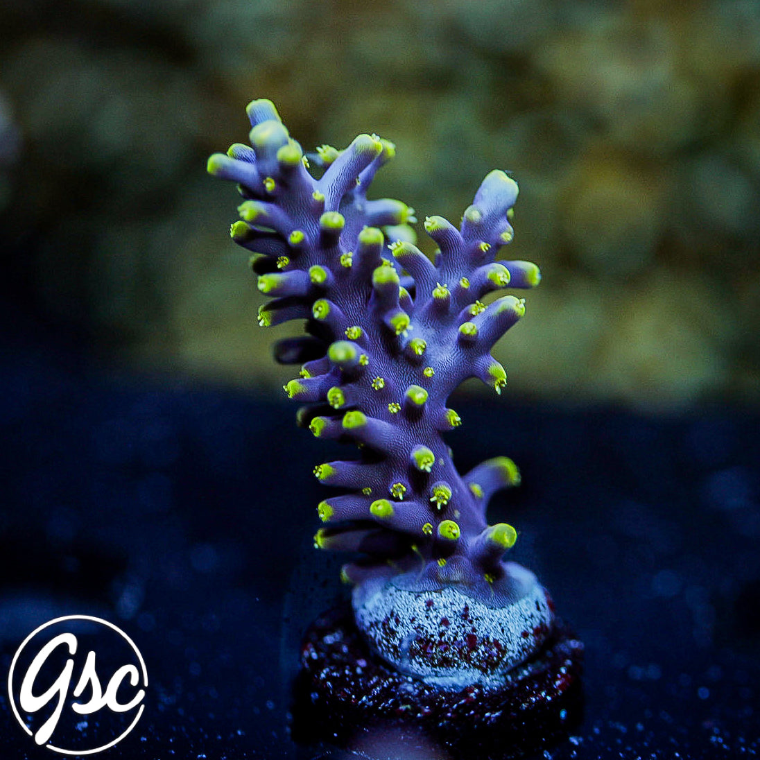 RMF Last Dragon Acro #2
