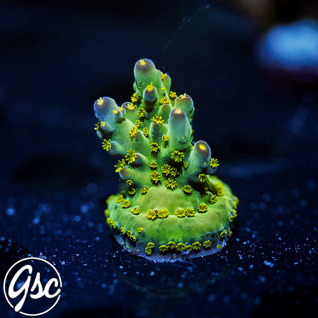 WWC Aurora Acro #3