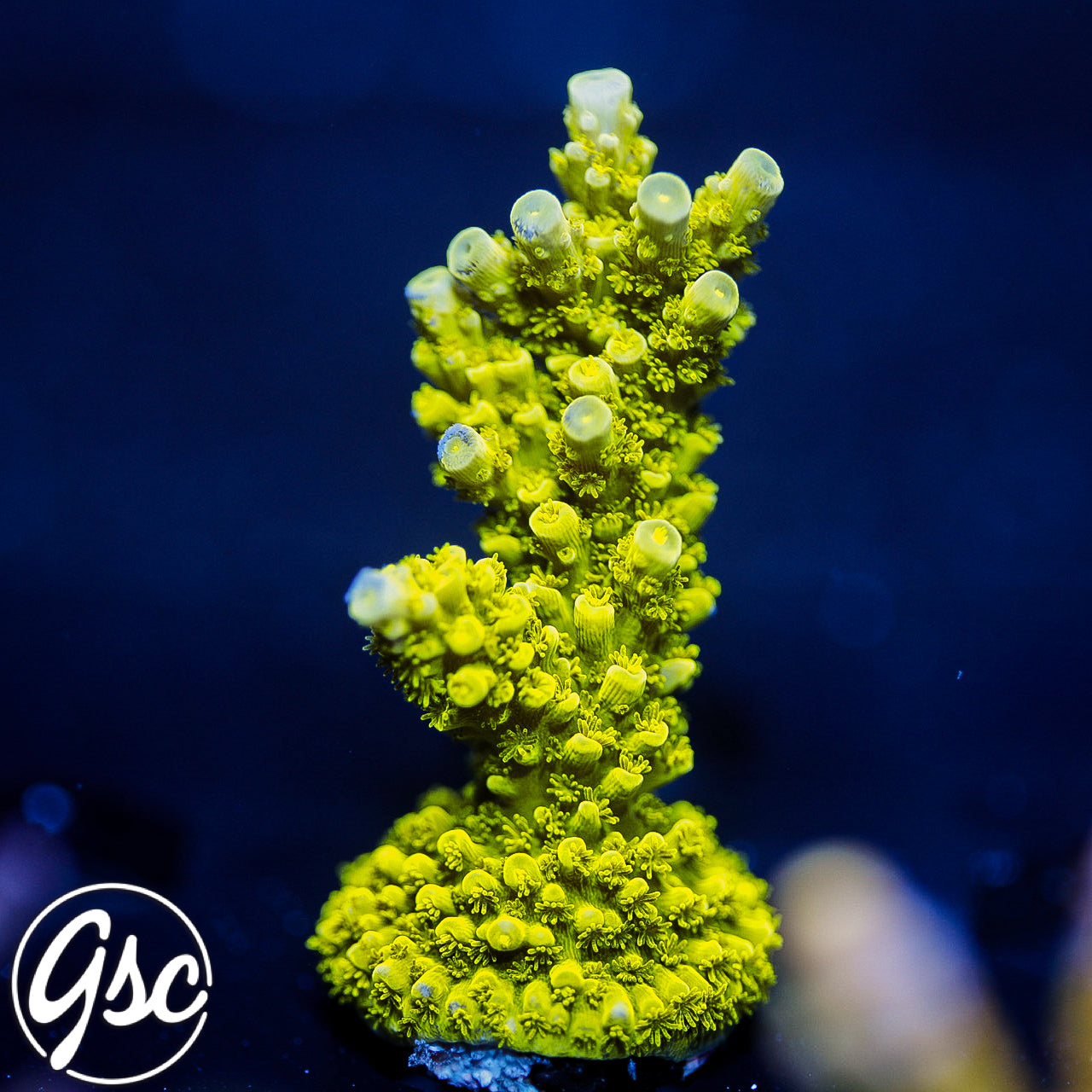 Jake Adams Toxic Green Acro #2