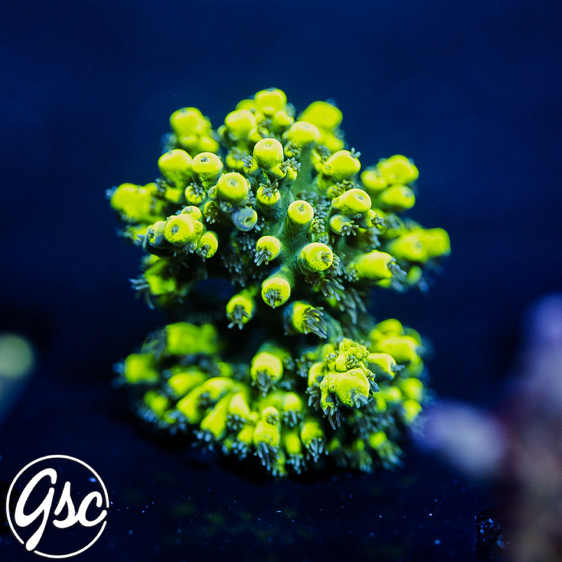 GSC Highlighter Acro #1