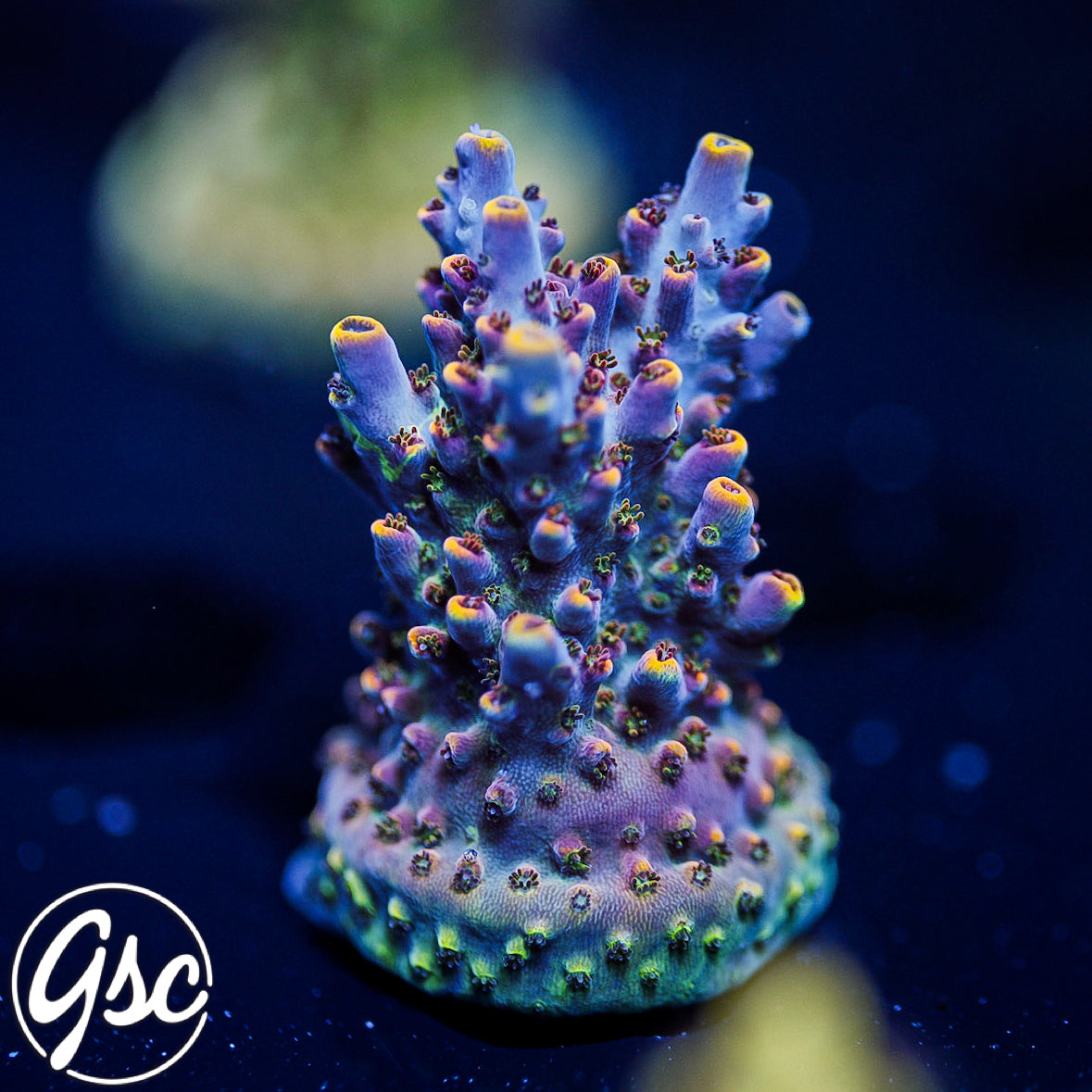 All Delights Red Clathrata Acro #2 (OG Rare)