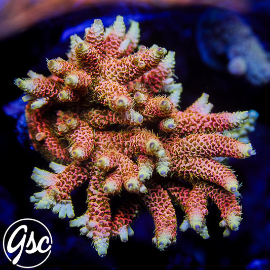 ASD Rainbow Millie Acro #2