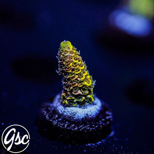 RRC Rainbow Splice Acro #2 (Millie - 50/50 Split)
