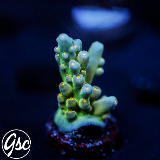 Defugiums Morning Star Acro #2 (Semi Chunky)