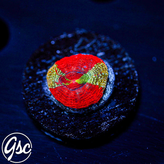 GSC Master Bowerbanki #3 (RARE - New Release)