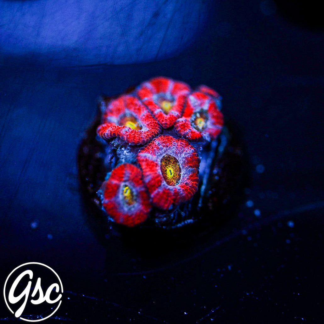 GSC Vision Micromussa #1 (Re-Release)