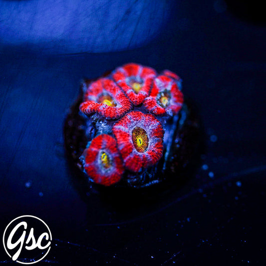 GSC Vision Micromussa #1 (Re-Release)