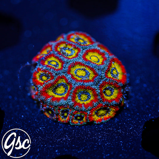 F2M Holy Grail Micromussa #1