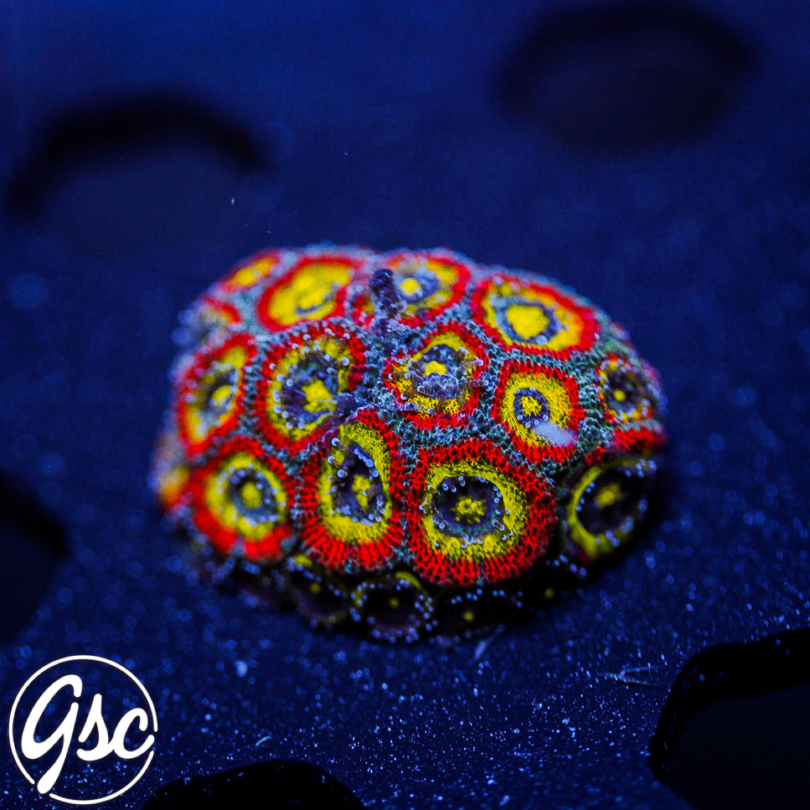 F2M Holy Grail Micromussa #2