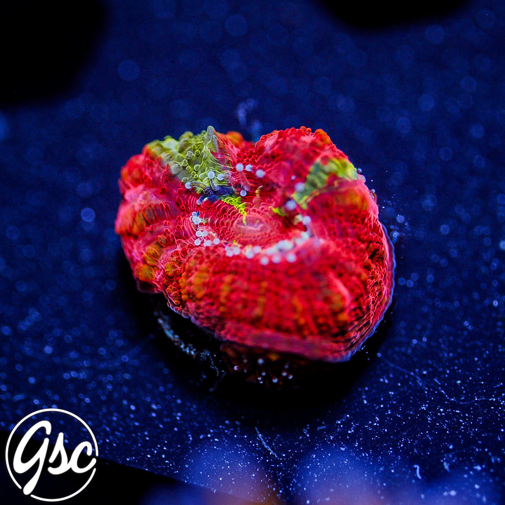 GSC Reverse Bleeding Apple Bowerbanki #2 (Homegrown)