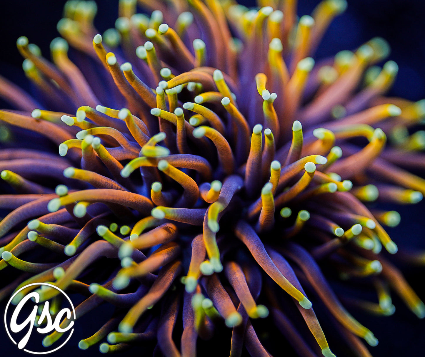 GSC Hellfire Torch #1 (Double)