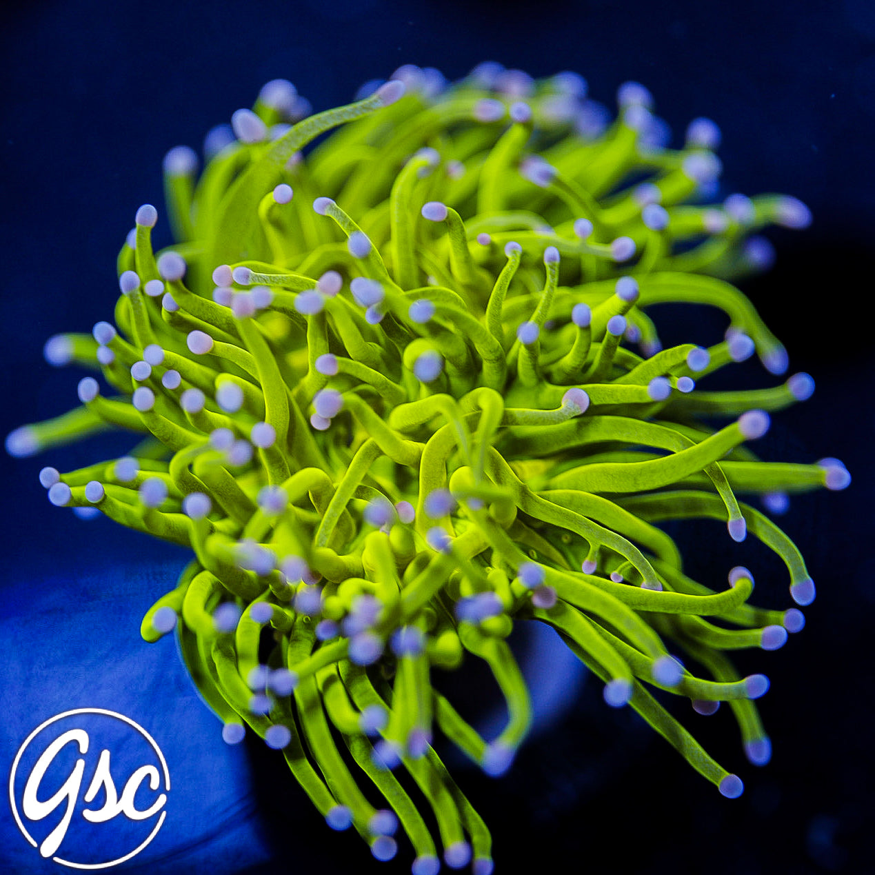 GSC Skinny Cotton Candy Torch #1 (Double)