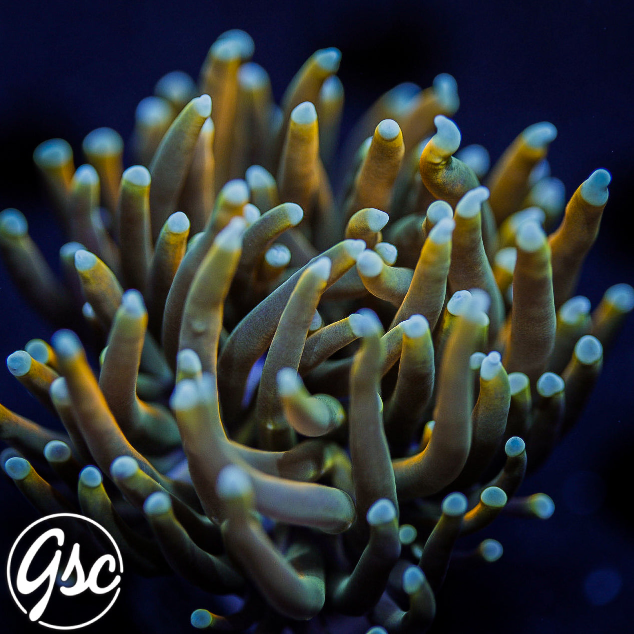 GSC Blow Pop Torch #2 (HG Wannabe - Single) (Copy)