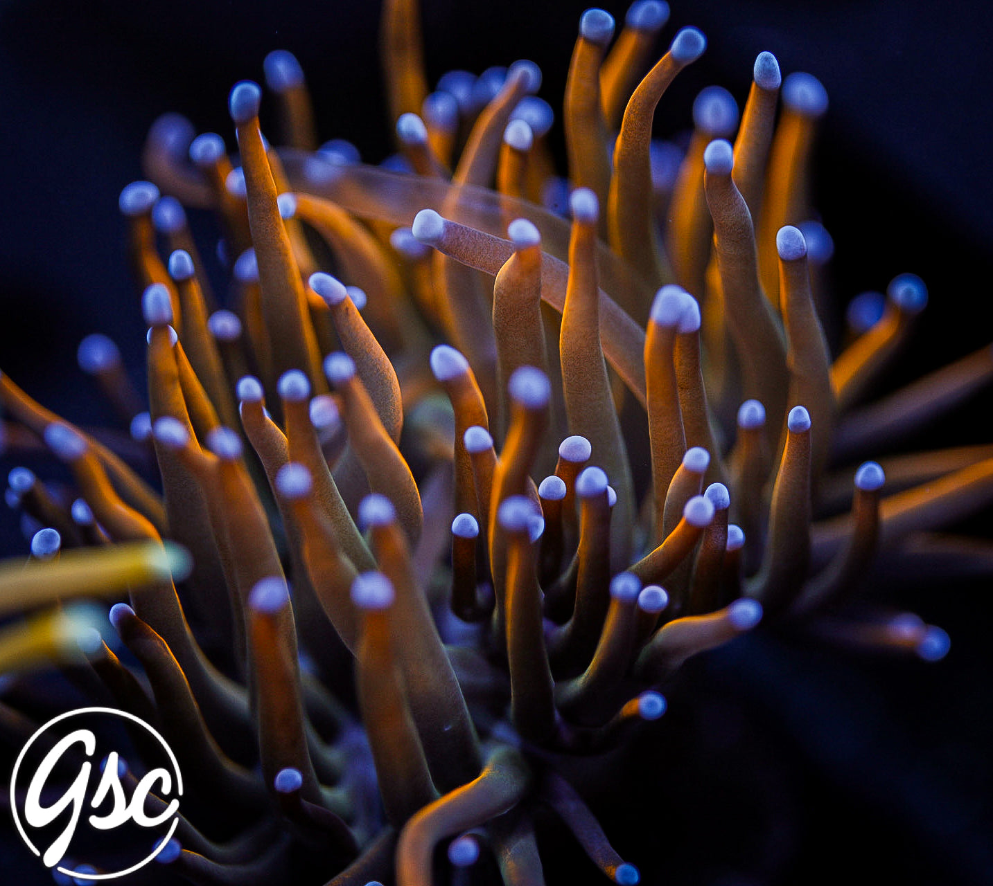 GSC Dragon Tamer Torch #2 (Single)