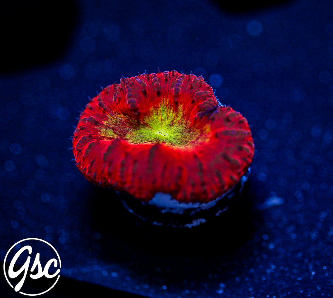 GSC Big Bang Blasto #1 - New Release