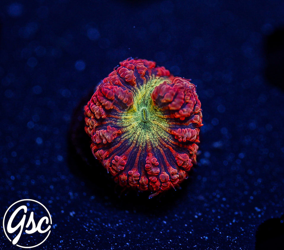 GSC Fire Nectar Glitter Blasto #2 (New Release)