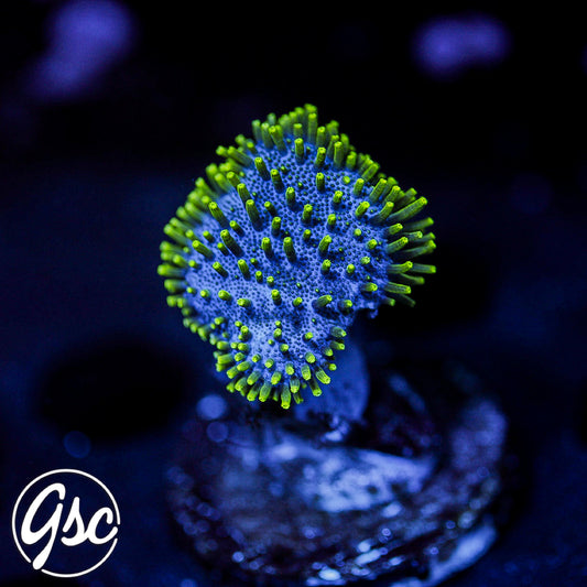 GSC Green Polyp Toadstool Leather #1