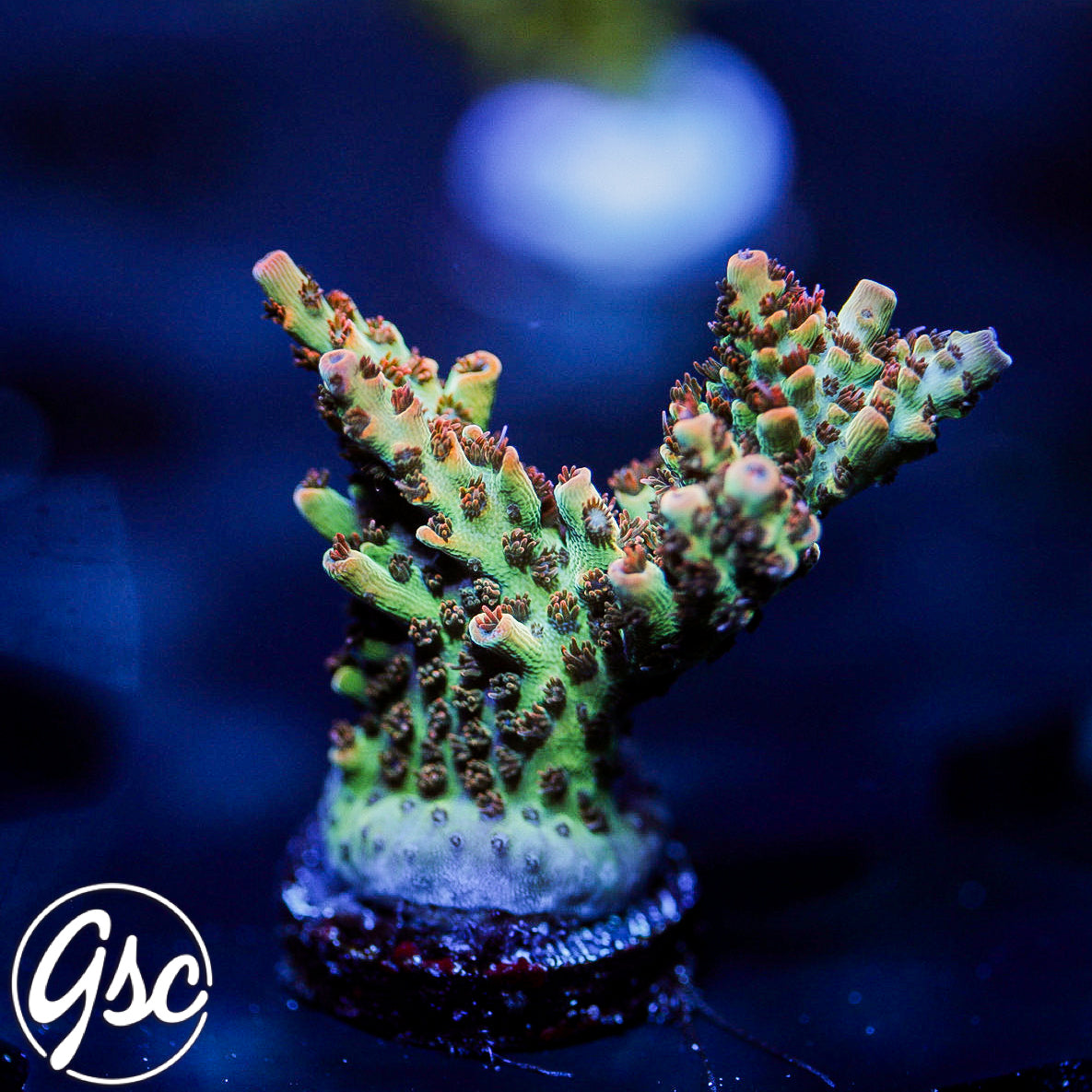 GSC Cell Max Acro #3