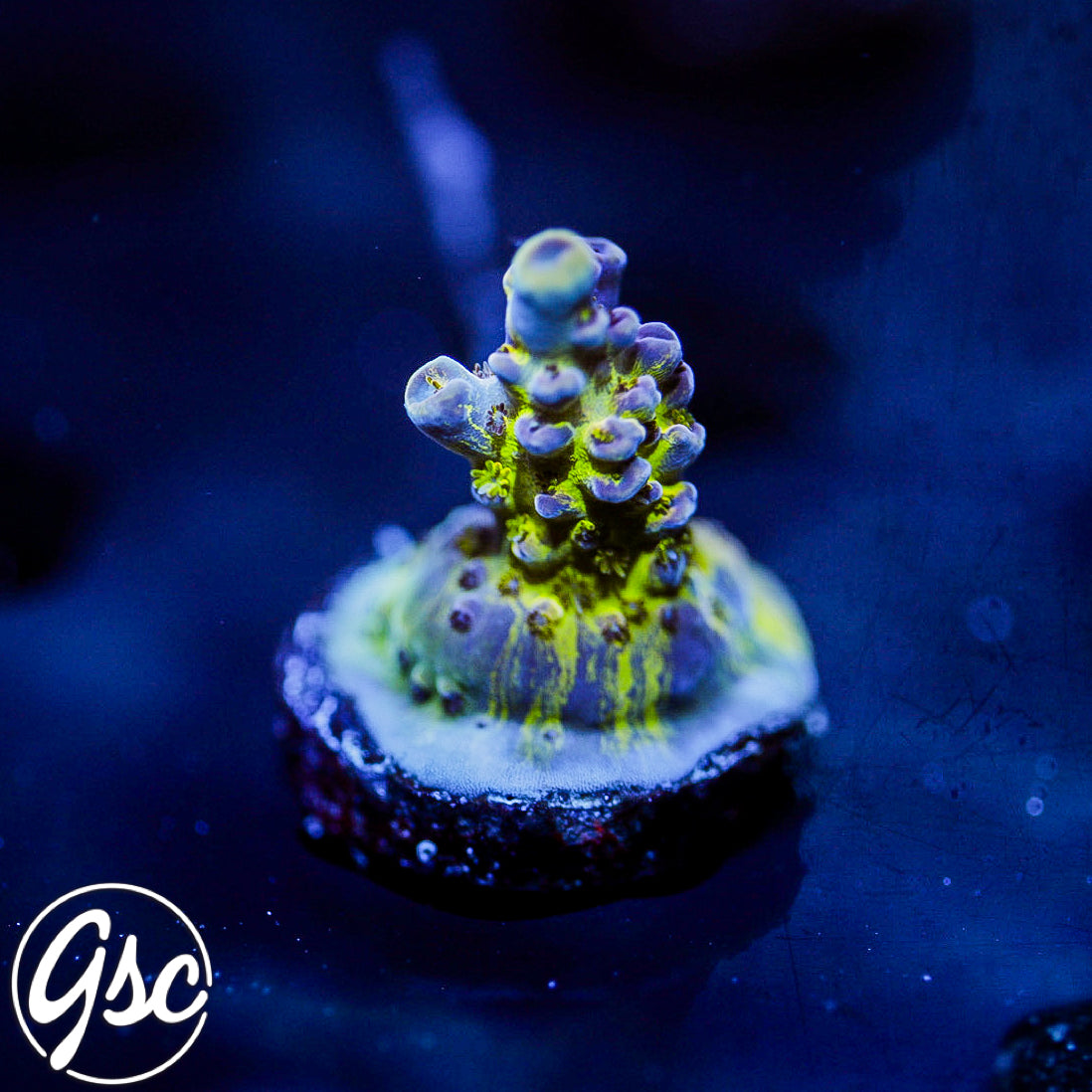 GSC Sonic Boom Acro #3 (Re-Release)