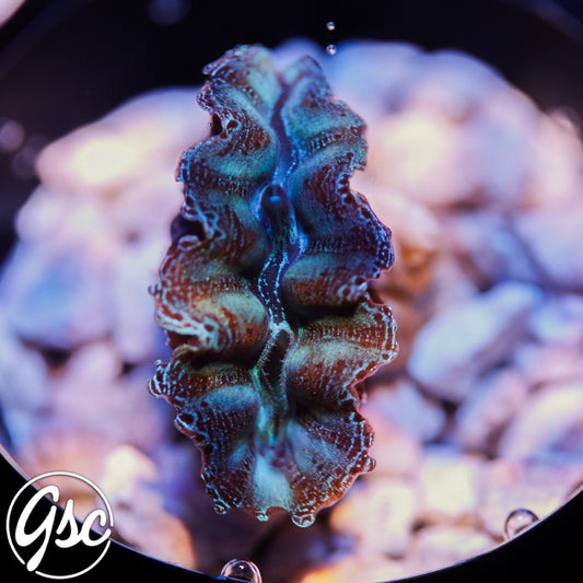 Grade "A" Blue Crocea Clam #3 (2" Cultured)