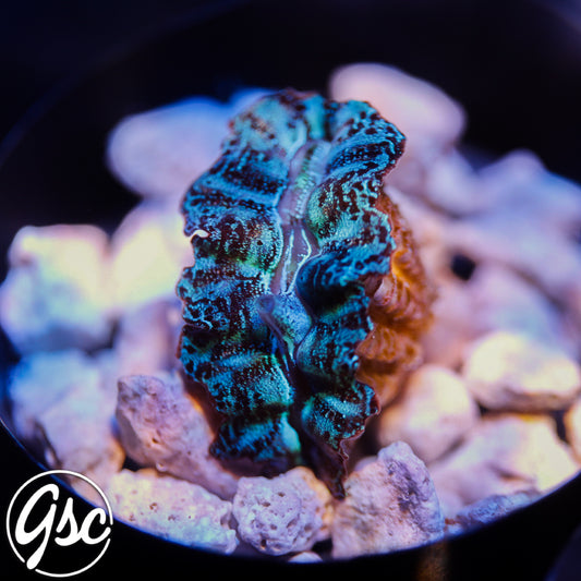 Ultra Blue Crocea Clam #4 (2" Cultured)