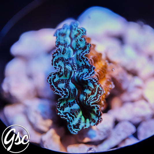 Ultra Blue Crocea Clam #5 (2" Cultured)