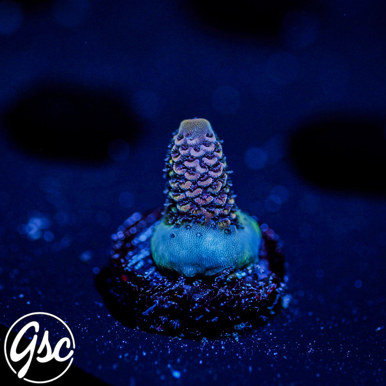 DCA Eisenberg Acro #1