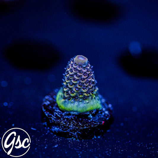 DCA Eisenberg Acro #2