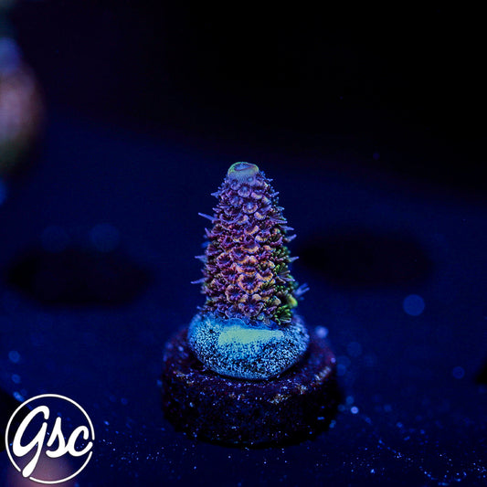 GSC Oppenheimer Acro #2 (New Release)