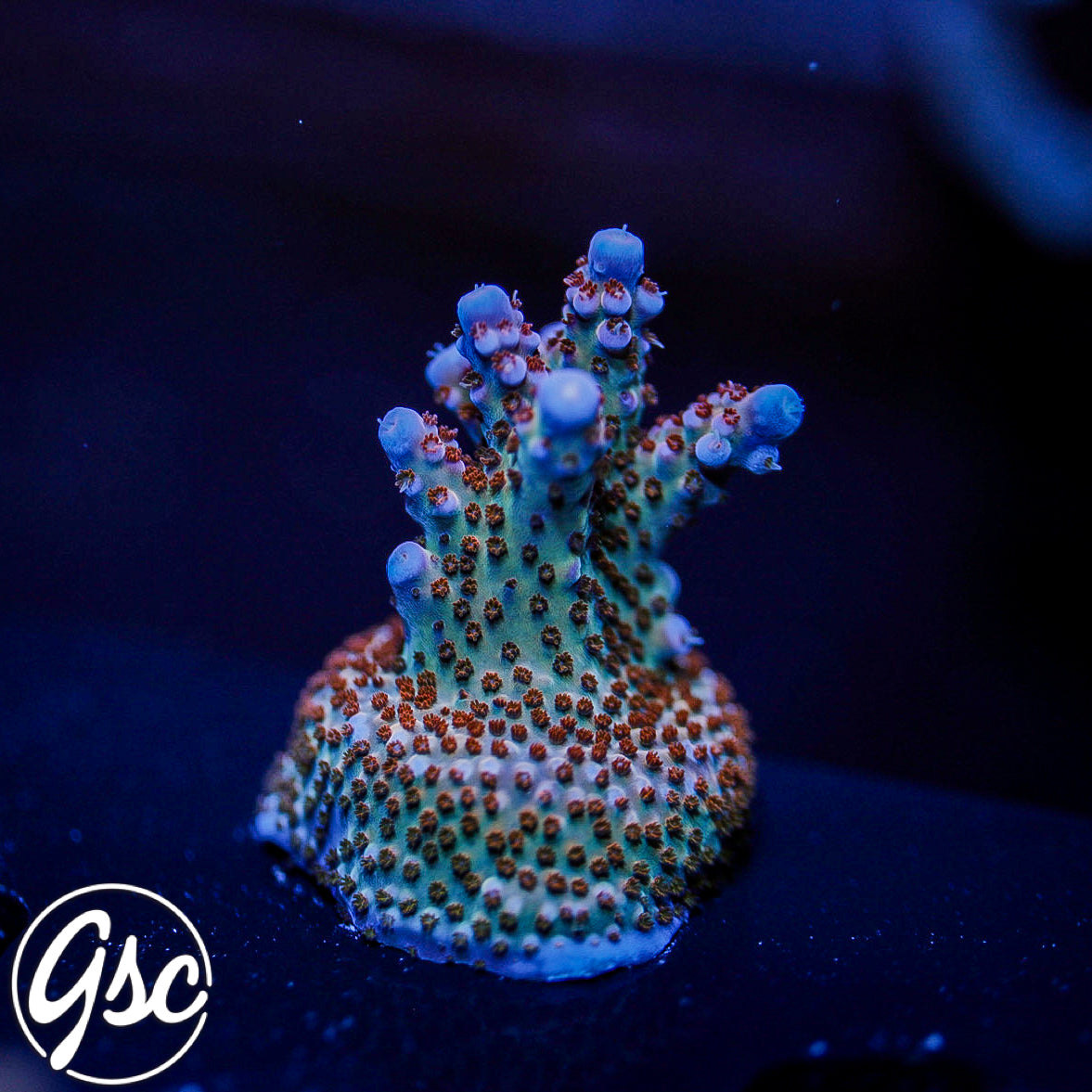 ARC Fireworks Acro #2 (Semi - Chunky) – Golden State Corals