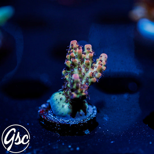 CC Blaze Of Glory Acro #1