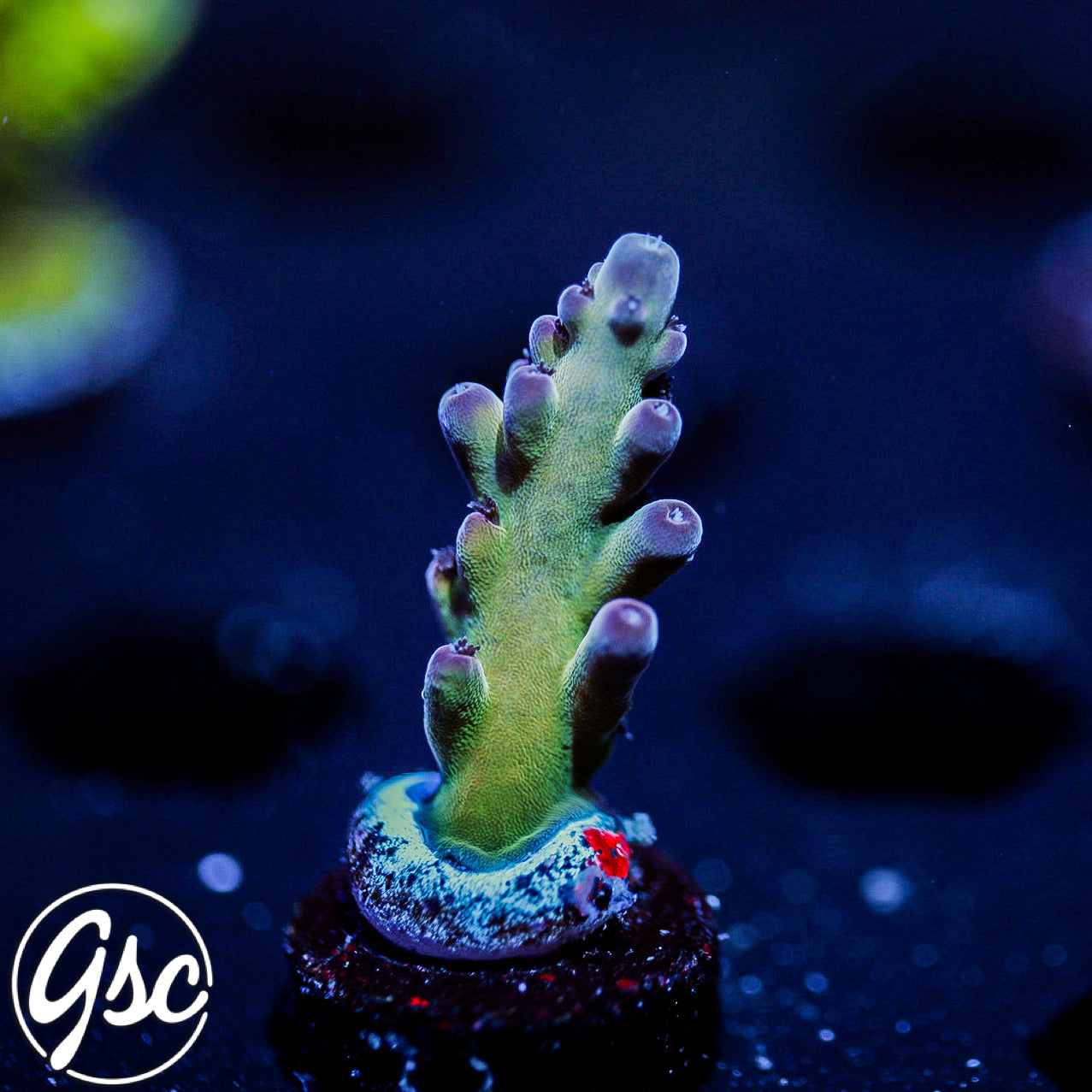 GSC Golden Frieza Acro #2 (New Release)