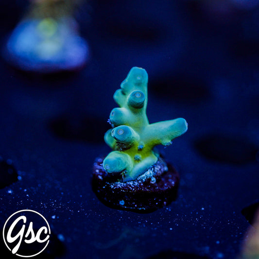 GSC Blue Saiyan Acro #1