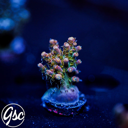 CC Voodoo Magic Acro #1