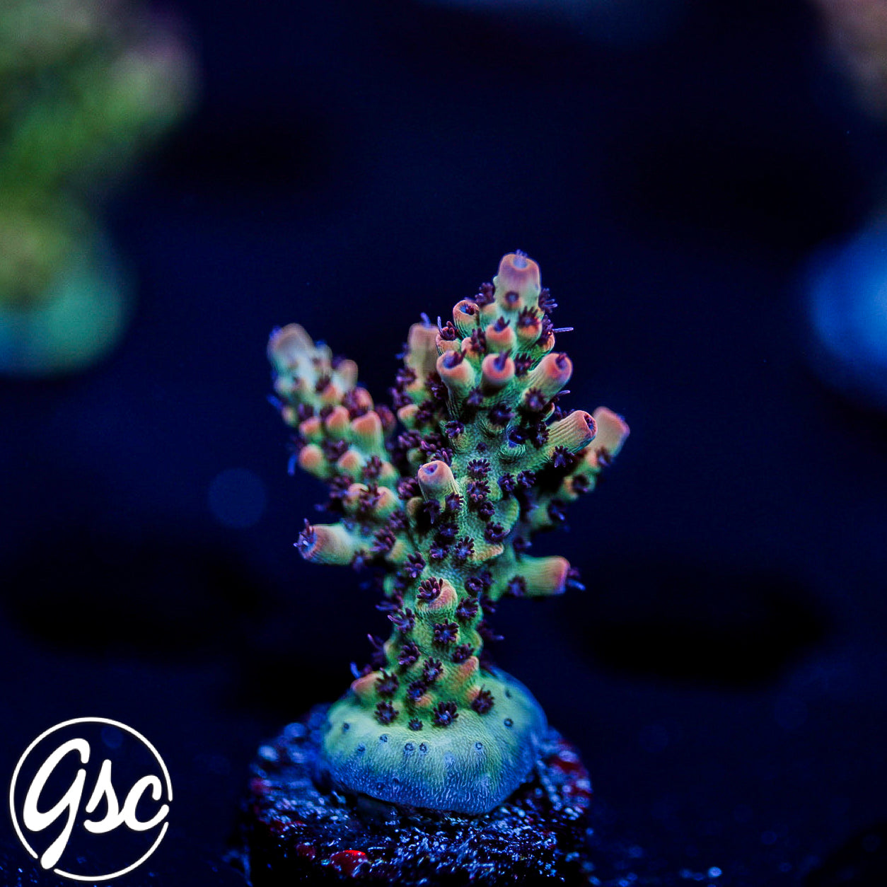 CC Blaze Of Glory Acro #3