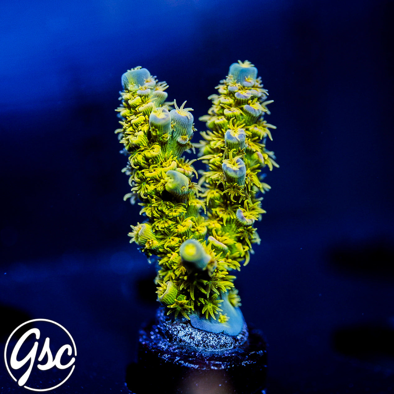 GSC Walt Disney Acro #1 (Chunky)