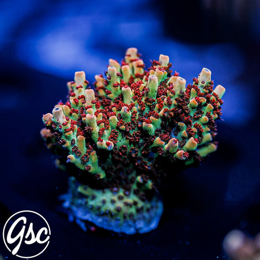 GSC Cell Max Acro #3 (Super Chunky)