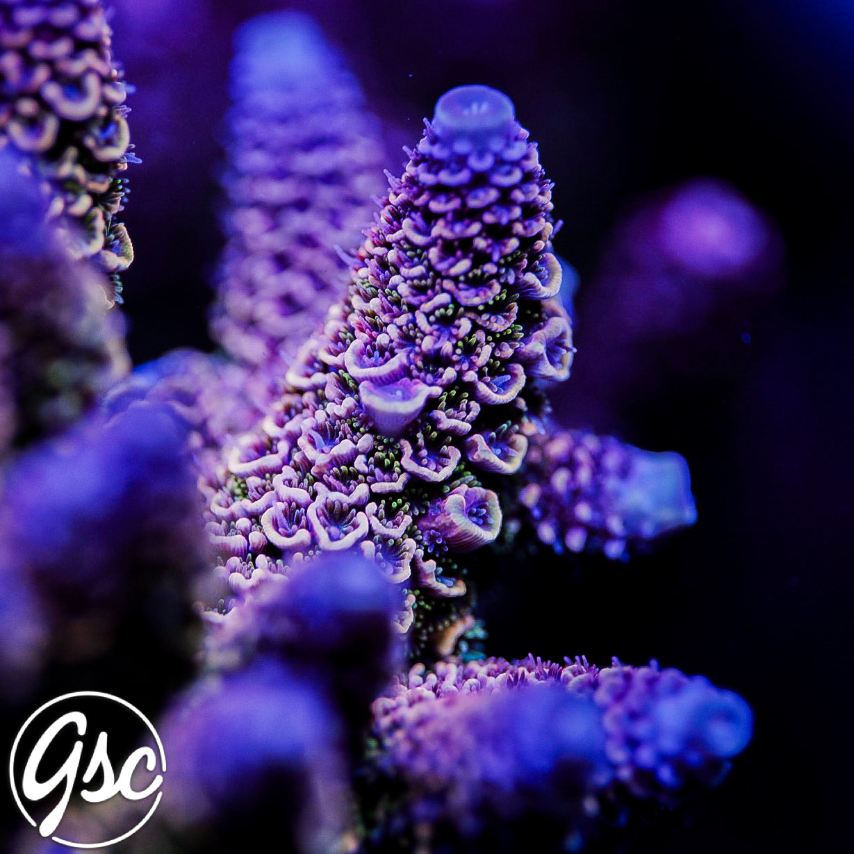 GSC Oppenheimer Acro #2 (New Release)