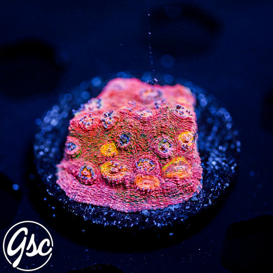 Tyree Pink Boonies Chalice #1