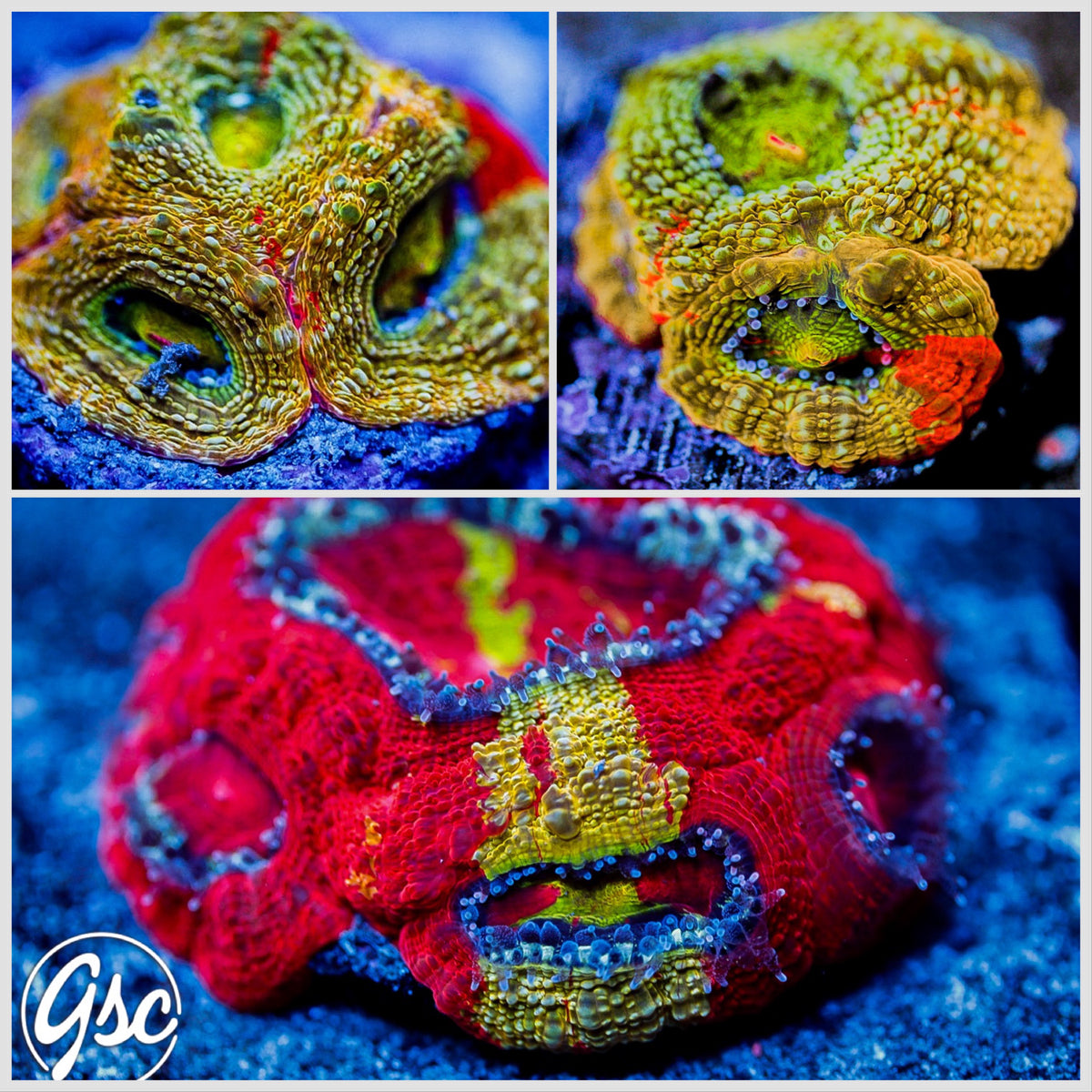 GSC Master Bowerbanki #4 (RARE - New Release)