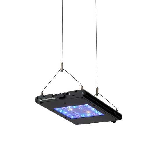Meridian 11