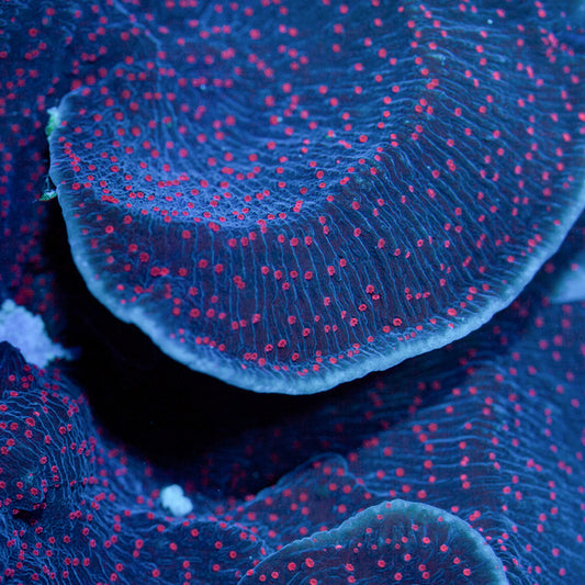 RR Mystique Monti Cap #2