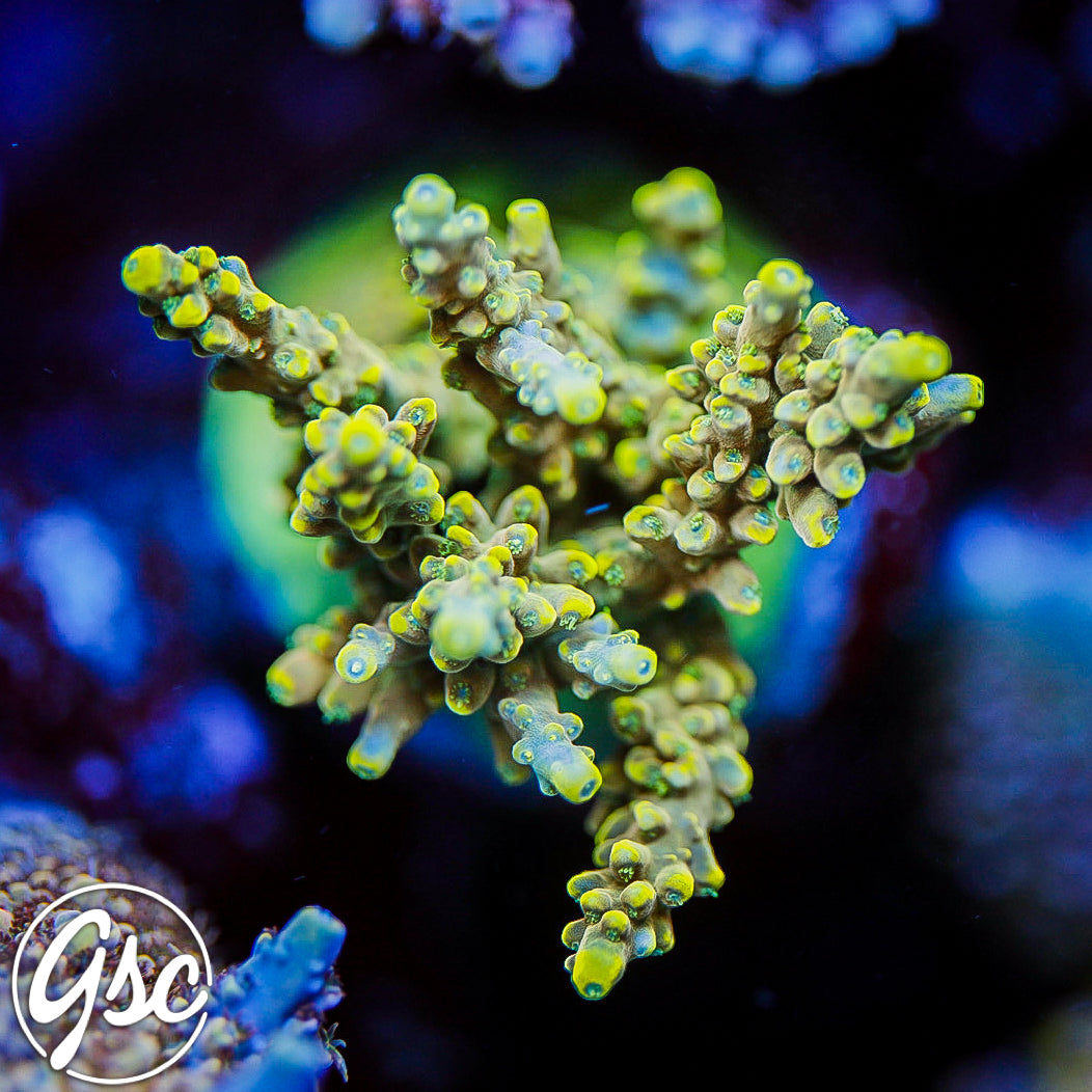 POTO Poison Ivy Acro #2