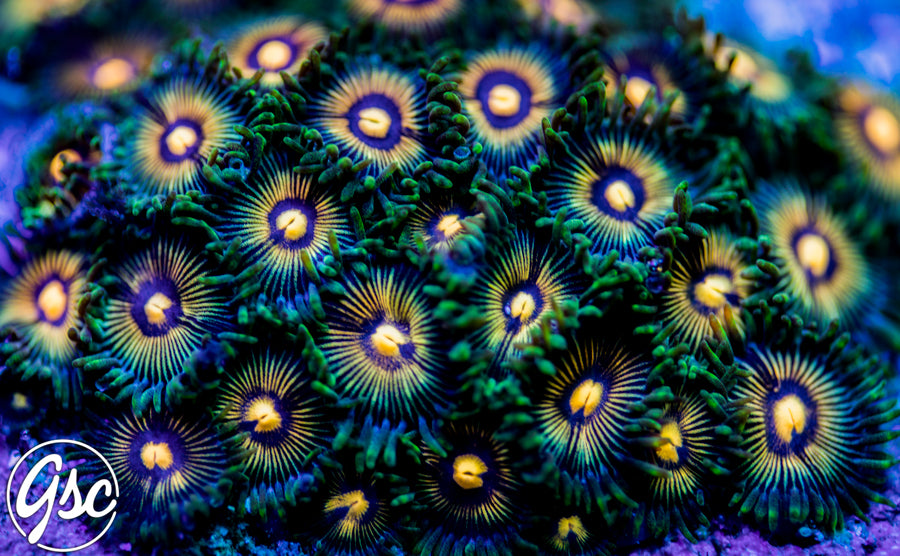 GSC Alakazam Zoanthid