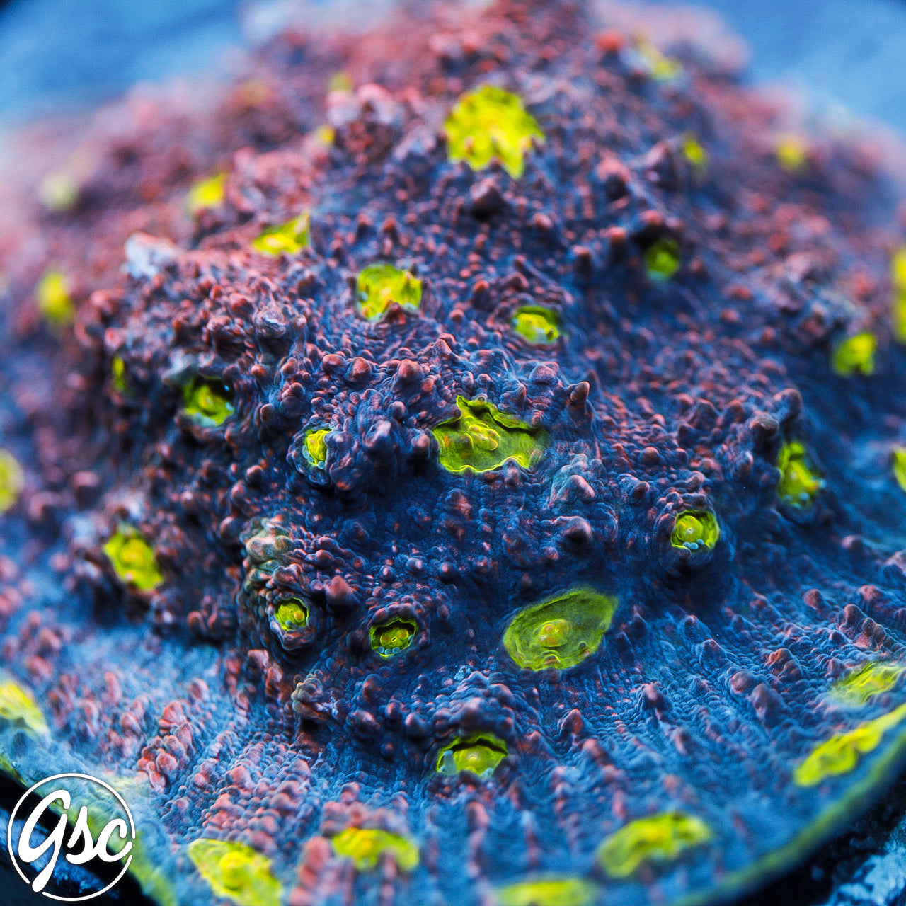 Jaydas Watermelon Chalice