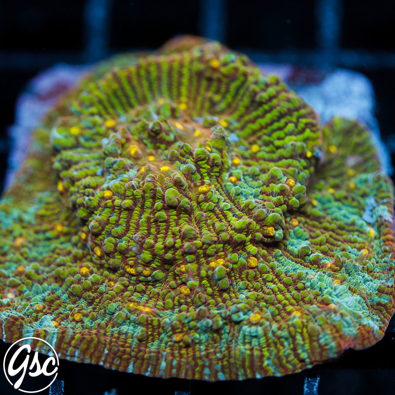 GSC Convict Killer Chalice