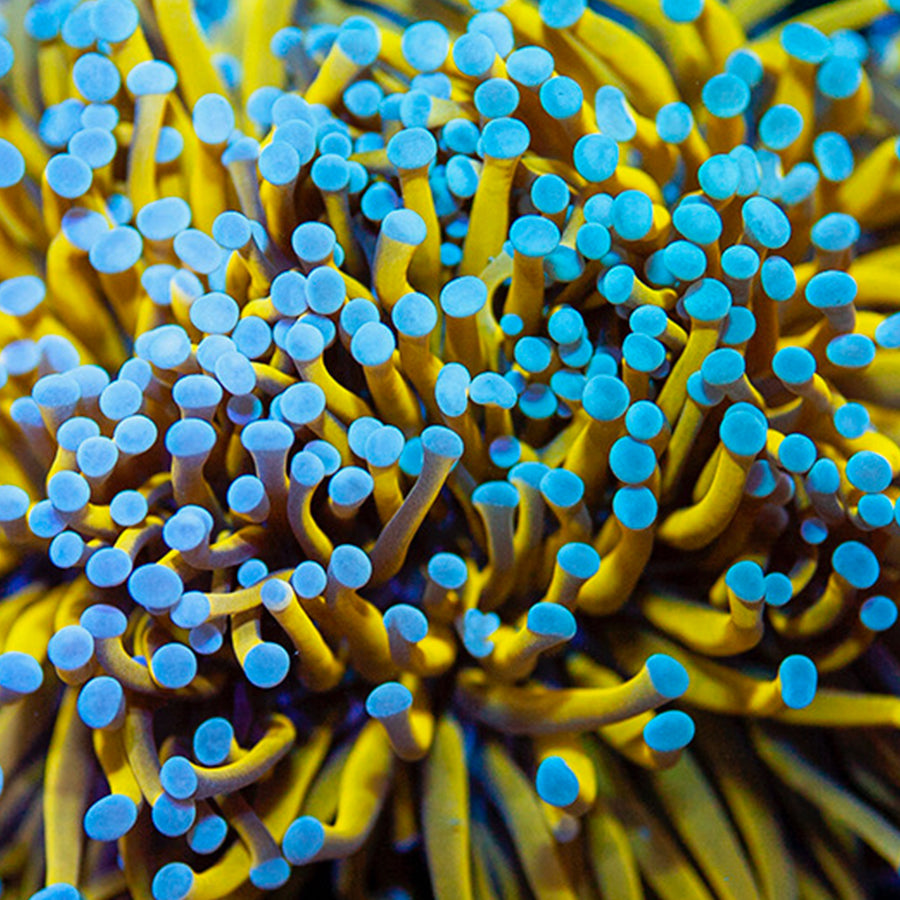 Euphyllia – Golden State Corals