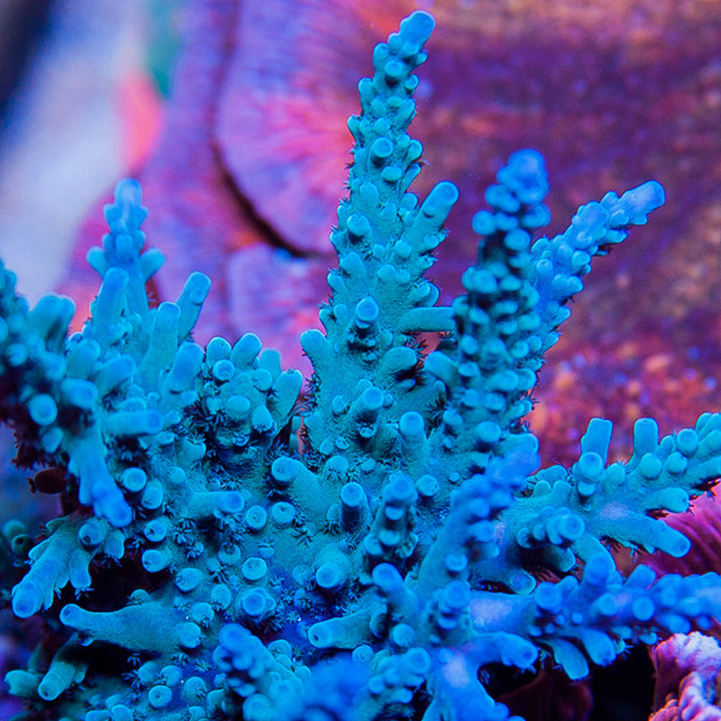 SPS Corals