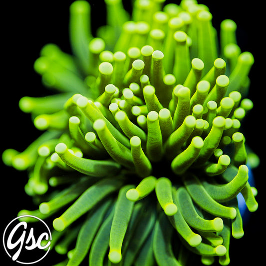 GSC Yellow Tip Torch Coral